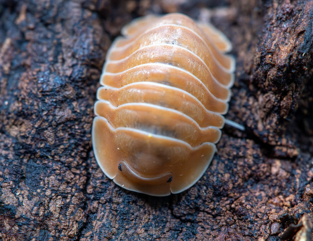 busting orange isopod