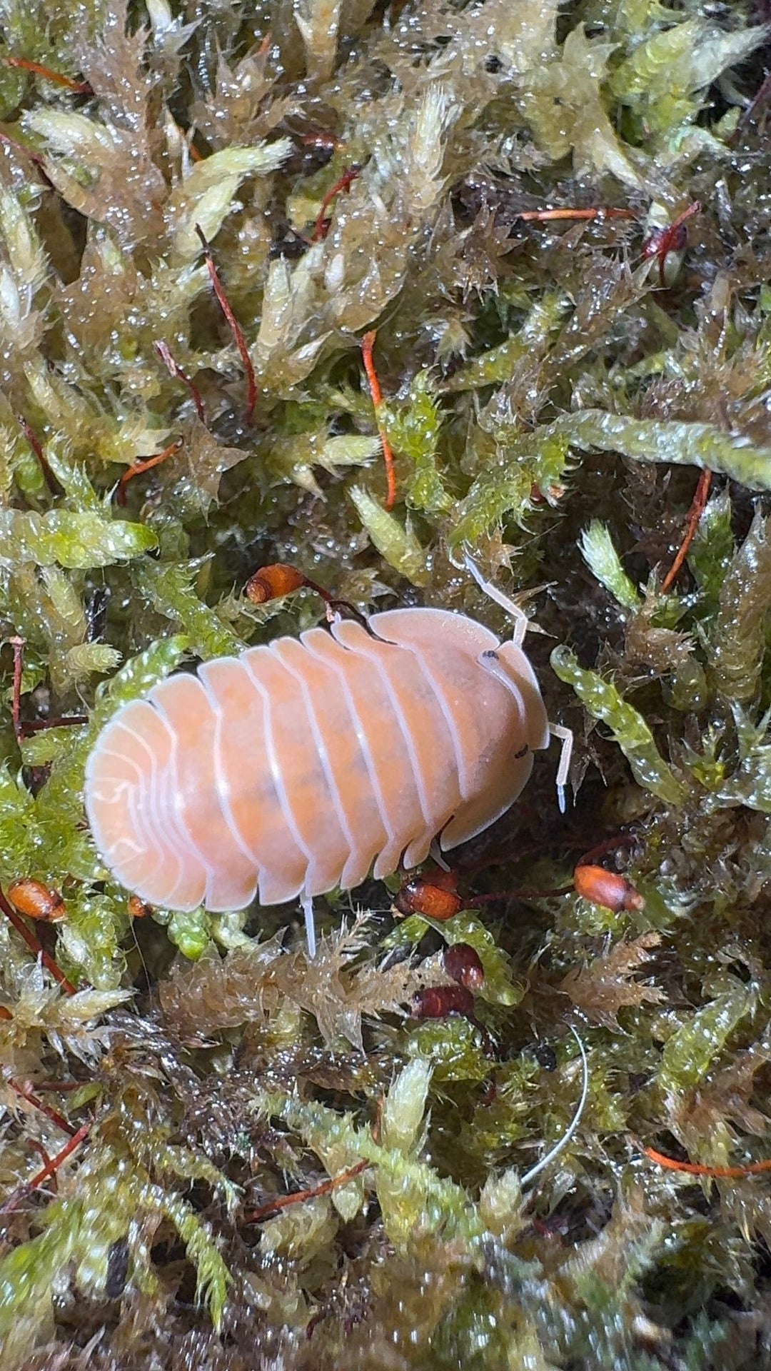 Crabby Isopods (Cubaris sp.)