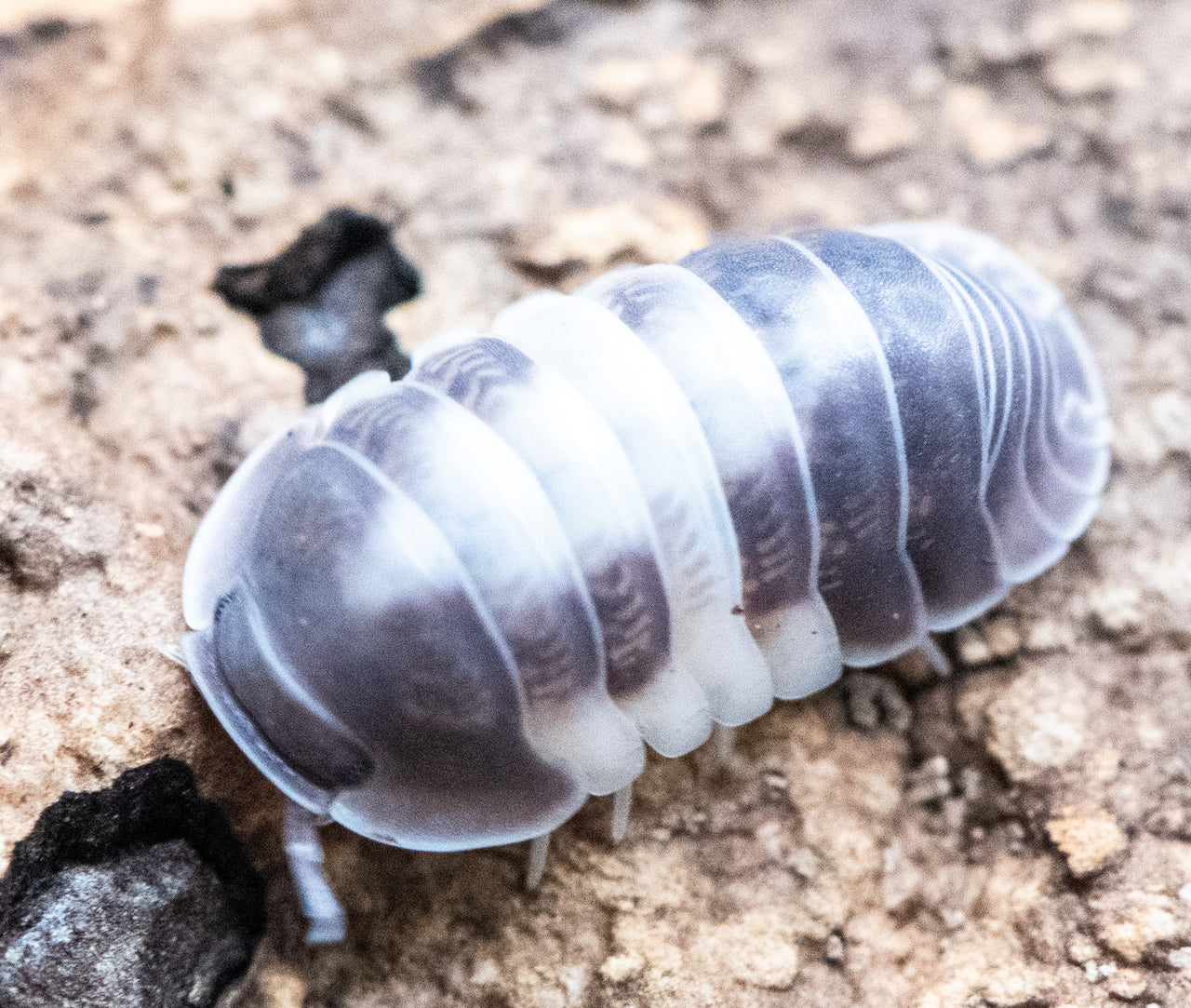 Crazy horse isopod