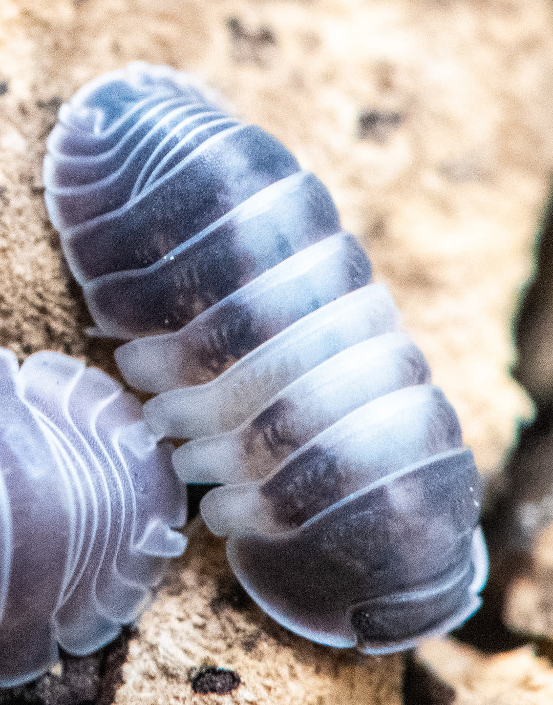 Crazy horse isopod