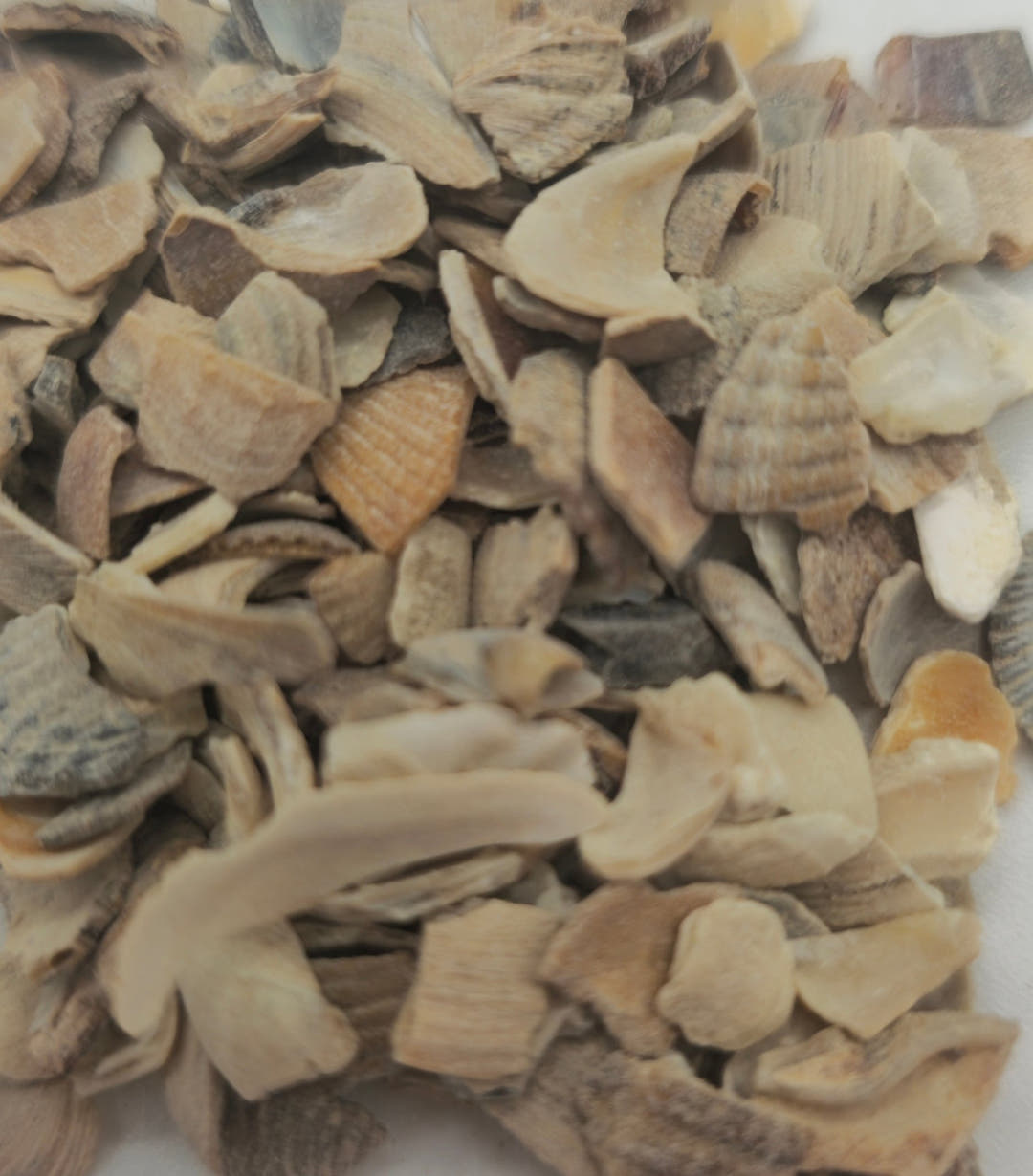 Crushed oyster shell fragments piled on white, mostly cream and tan with ribbed and curved edges.