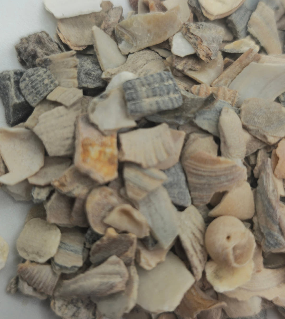 A heap of crushed oyster shell pieces in cream, grey and tan, one fragment stained rusty orange.