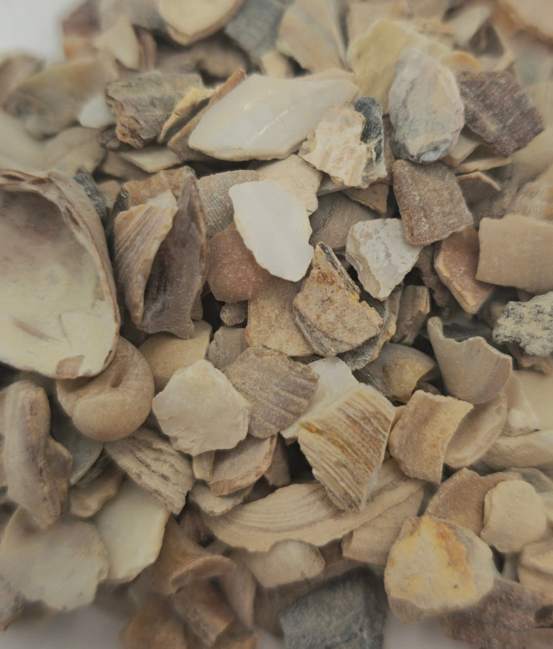Close view of crushed oyster shell, chalky white chips among tan and grey pieces of broken shell.