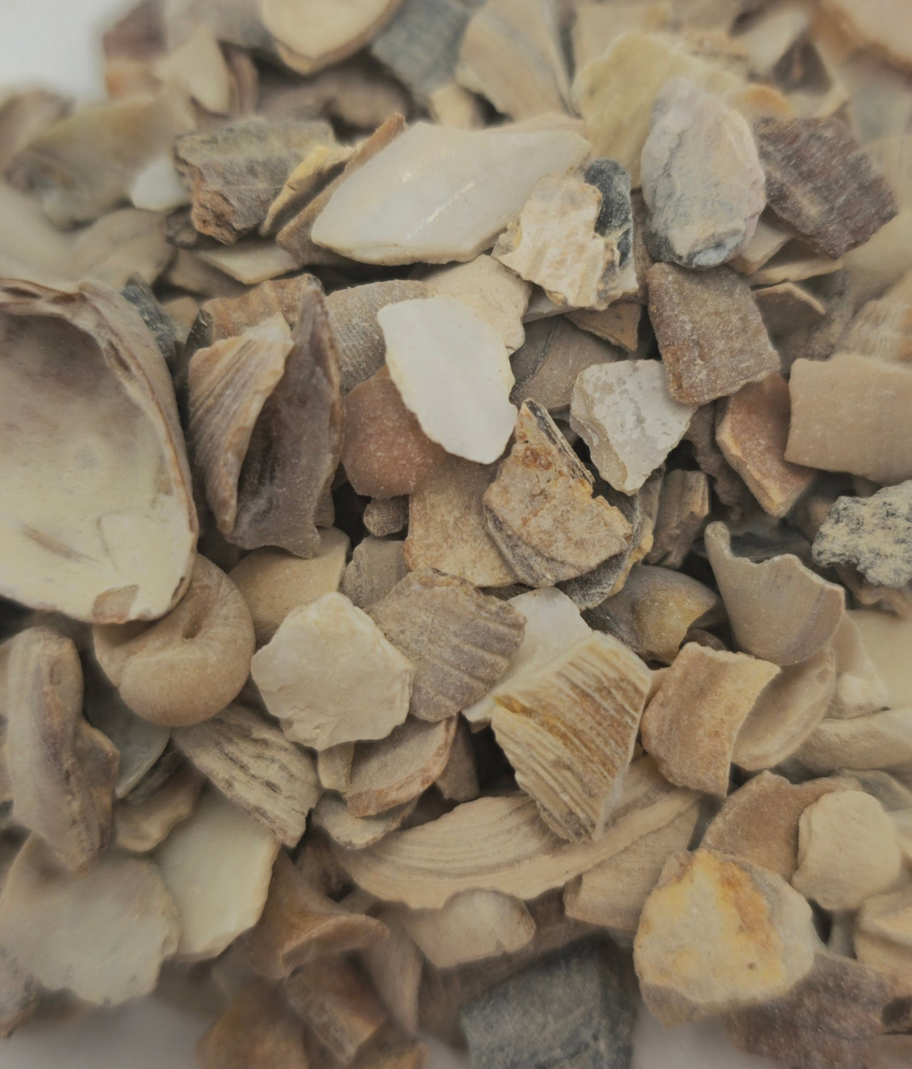 Crushed Oyster Shell 100g