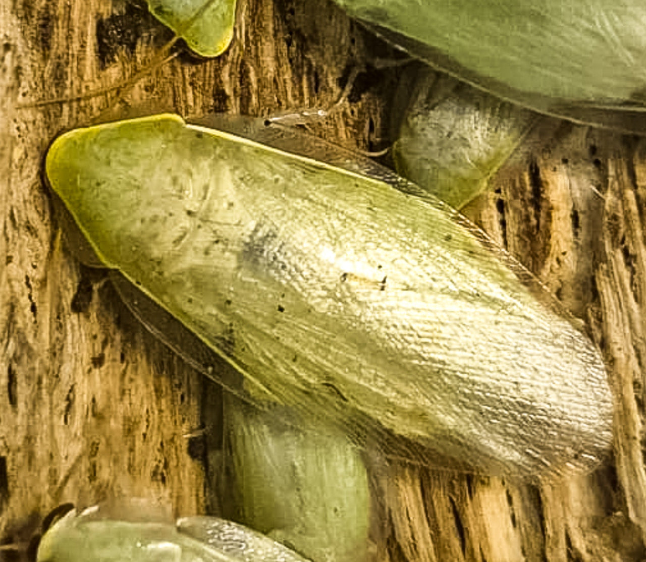 Cuban Cockroach (Panchlora Nivea)