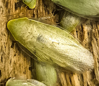 Cuban Cockroach (Panchlora Nivea)