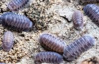 black diamond isopods