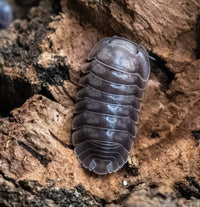 cubaris black diamond