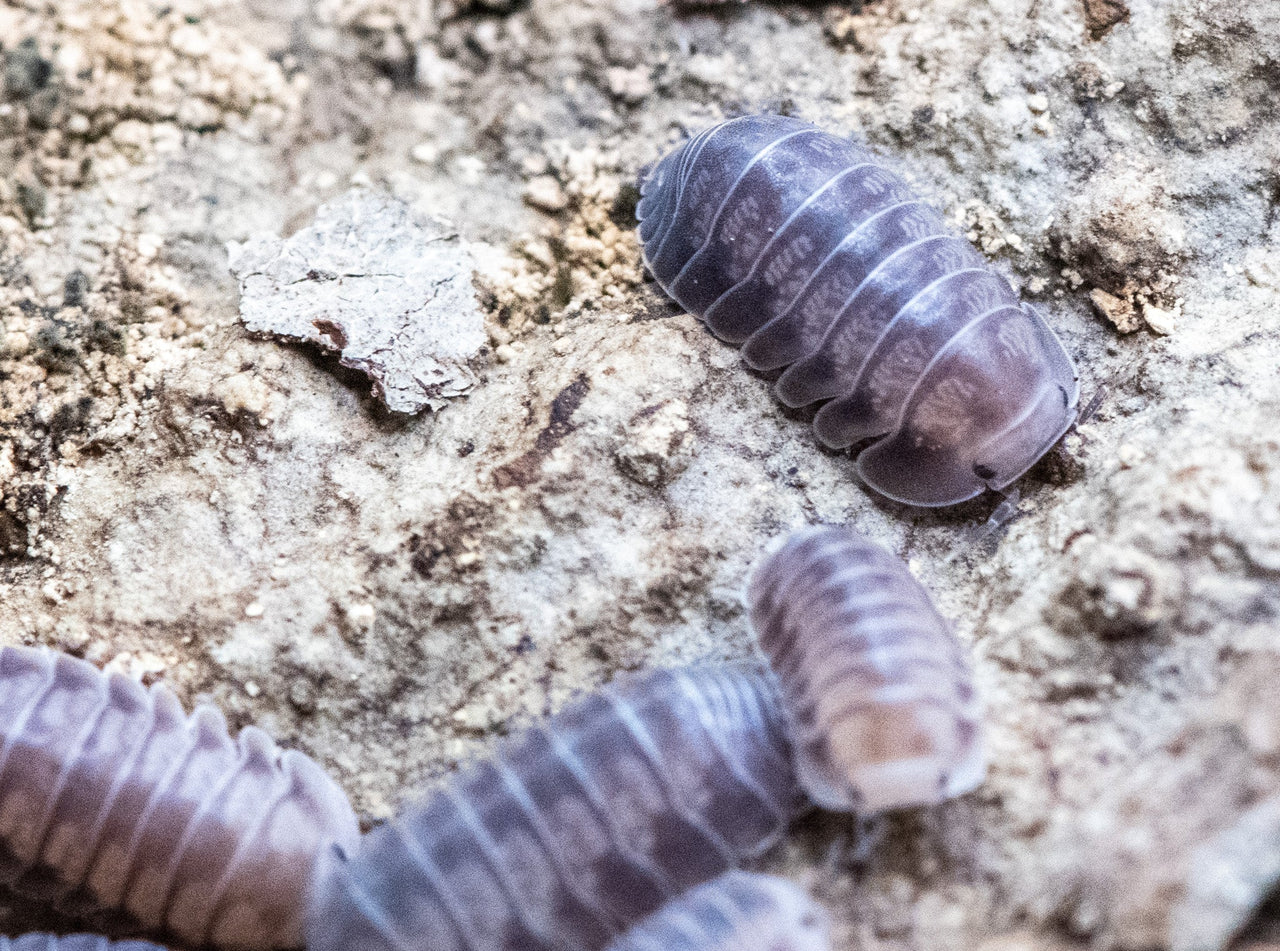 black diamond isopods