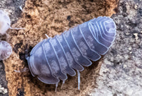 cubaris black diamond isopod