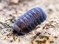 Cubaris Black Diamond Isopods