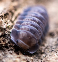Cubaris Black Diamond Isopods