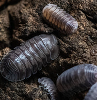 cubaris black diamond ispods