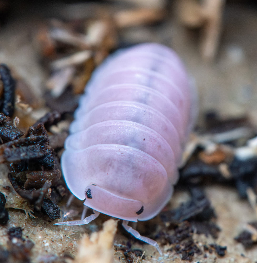 cherry blossom isopod