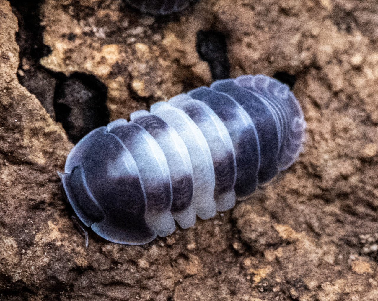 Cubaris Crazy Horse Isopods