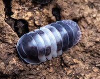 Cubaris Crazy Horse Isopods