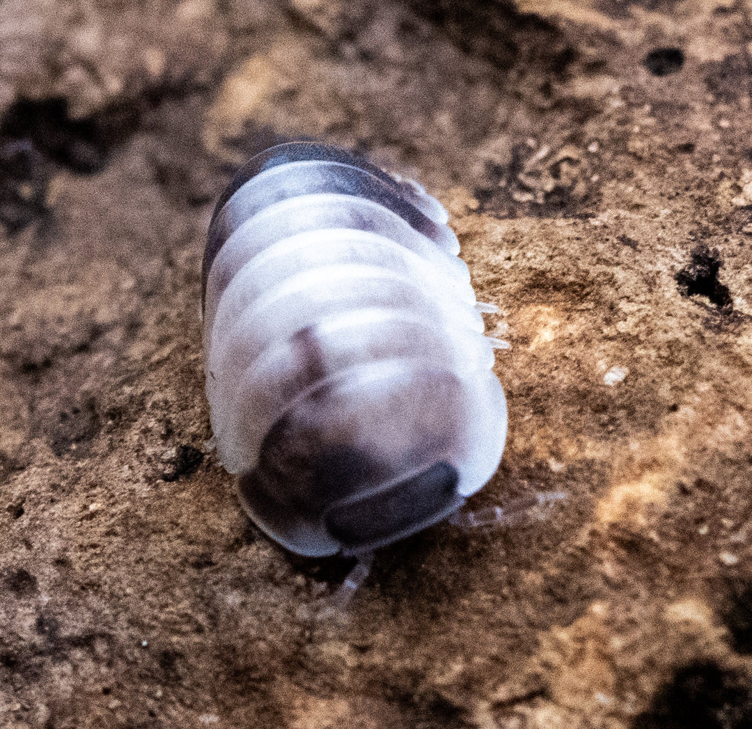 Cubaris Crazy Horse Isopods
