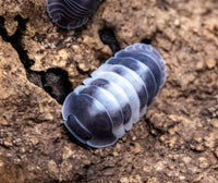 Cubaris Crazy Horse Isopods