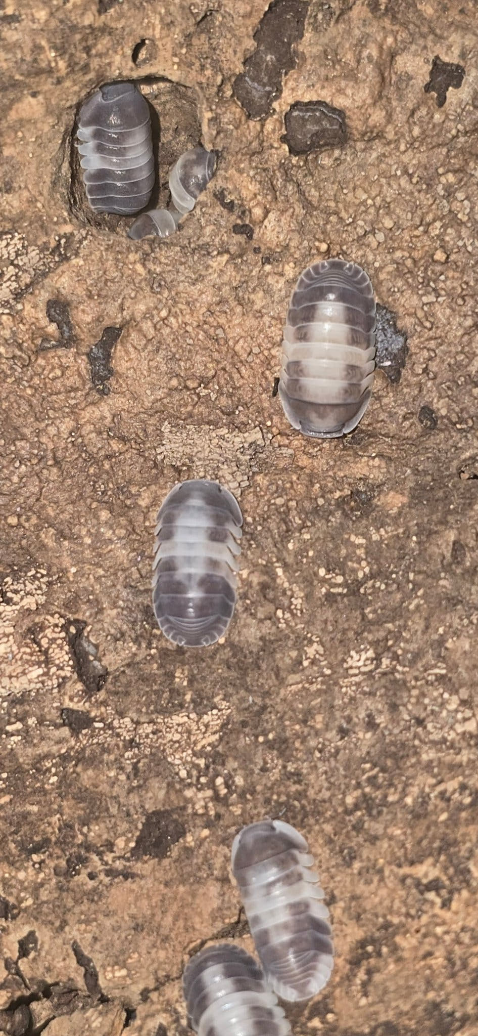 Cubaris Crazy Horse Isopods