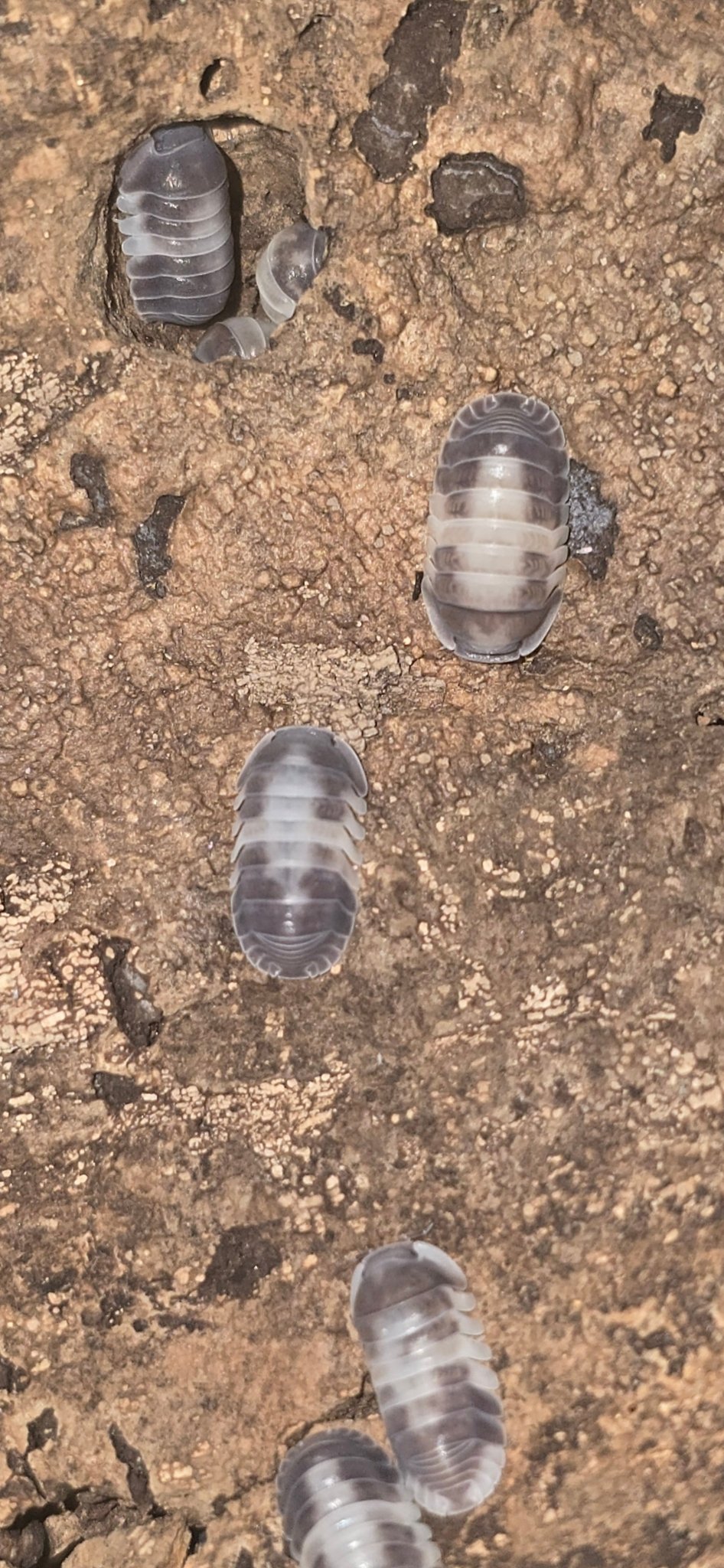 Cubaris Crazy Horse Isopods