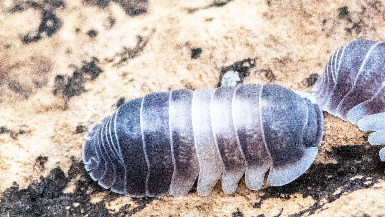 crazy hose isopod