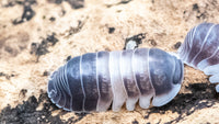 crazy hose isopod