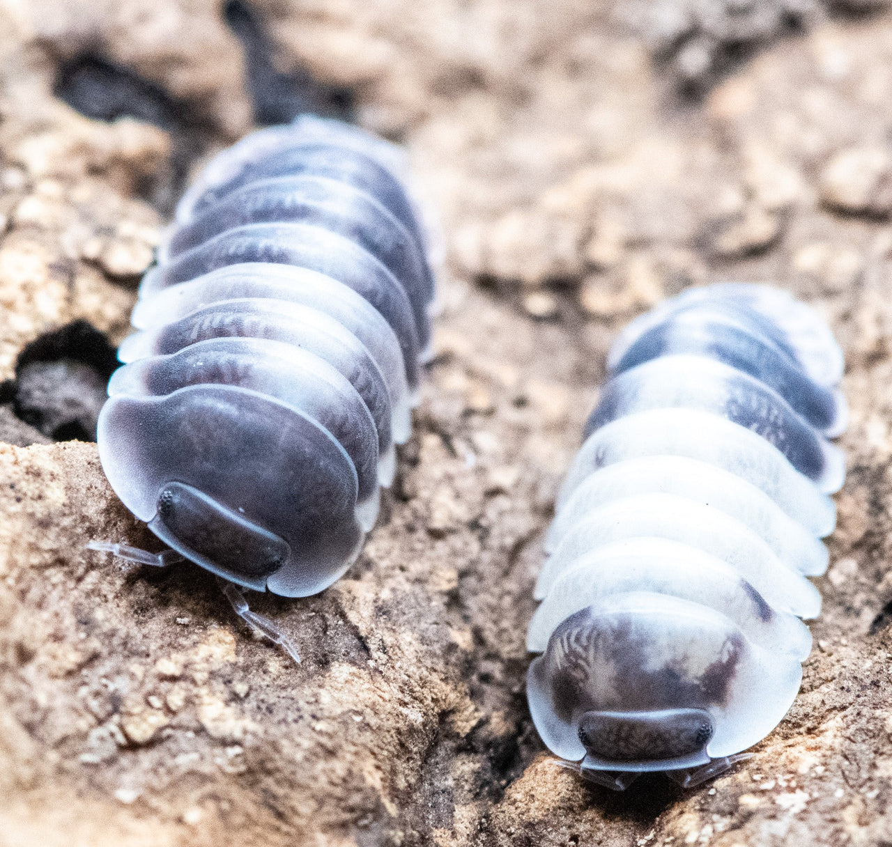 Cubaris Crazy Horse Isopods