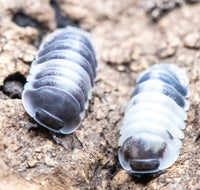 Cubaris Crazy Horse Isopods