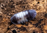 Cubaris Crazy Horse Isopods