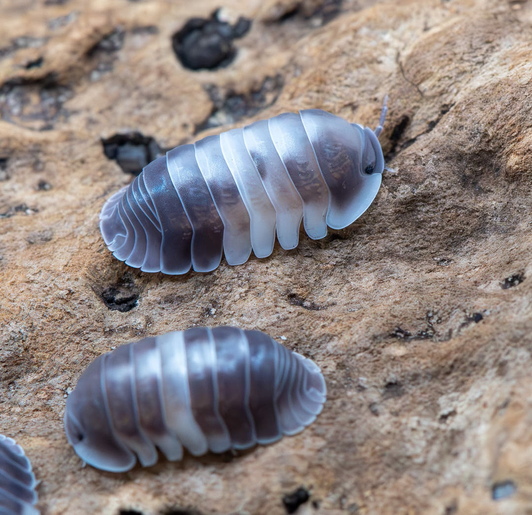 Cubaris Crazy Horse Isopods