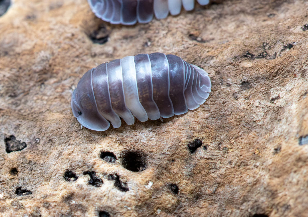 Cubaris Crazy Horse Isopods