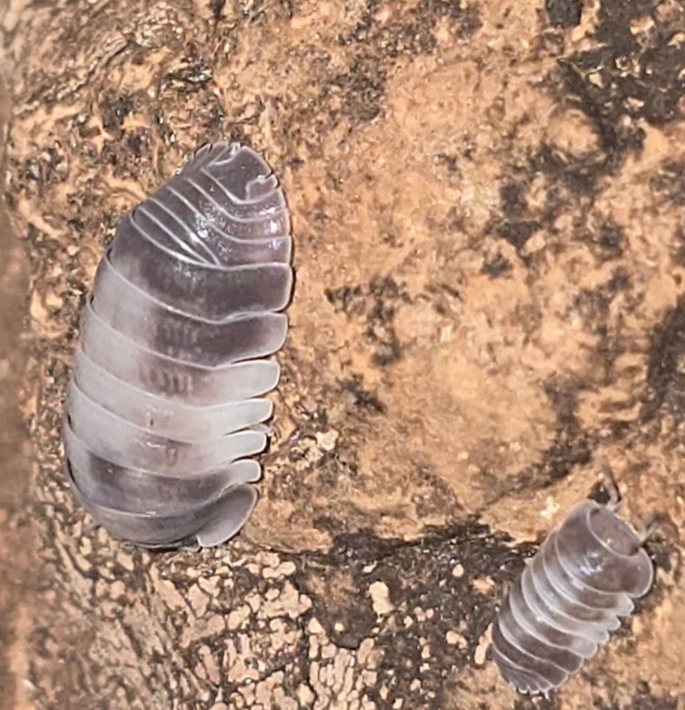 Cubaris Crazy Horse Isopods