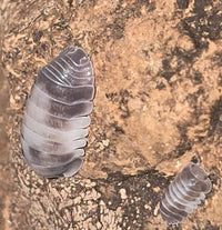 Cubaris Crazy Horse Isopods