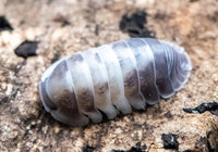 Cubaris Crazy Horse Isopods