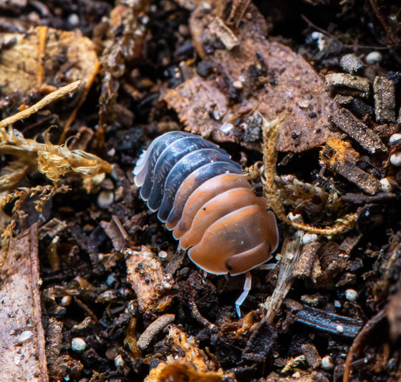 Cubaris Daxin Tricolor Isopods