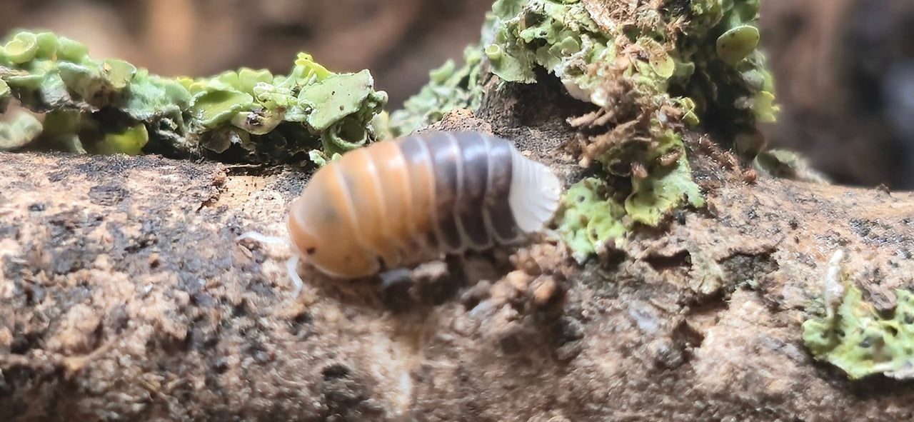 Cubaris Daxin Tricolor Isopods - Isopods For Sale UK | PostPods