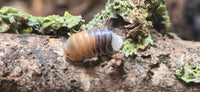 Cubaris Daxin Tricolor Isopods - Isopods For Sale UK | PostPods