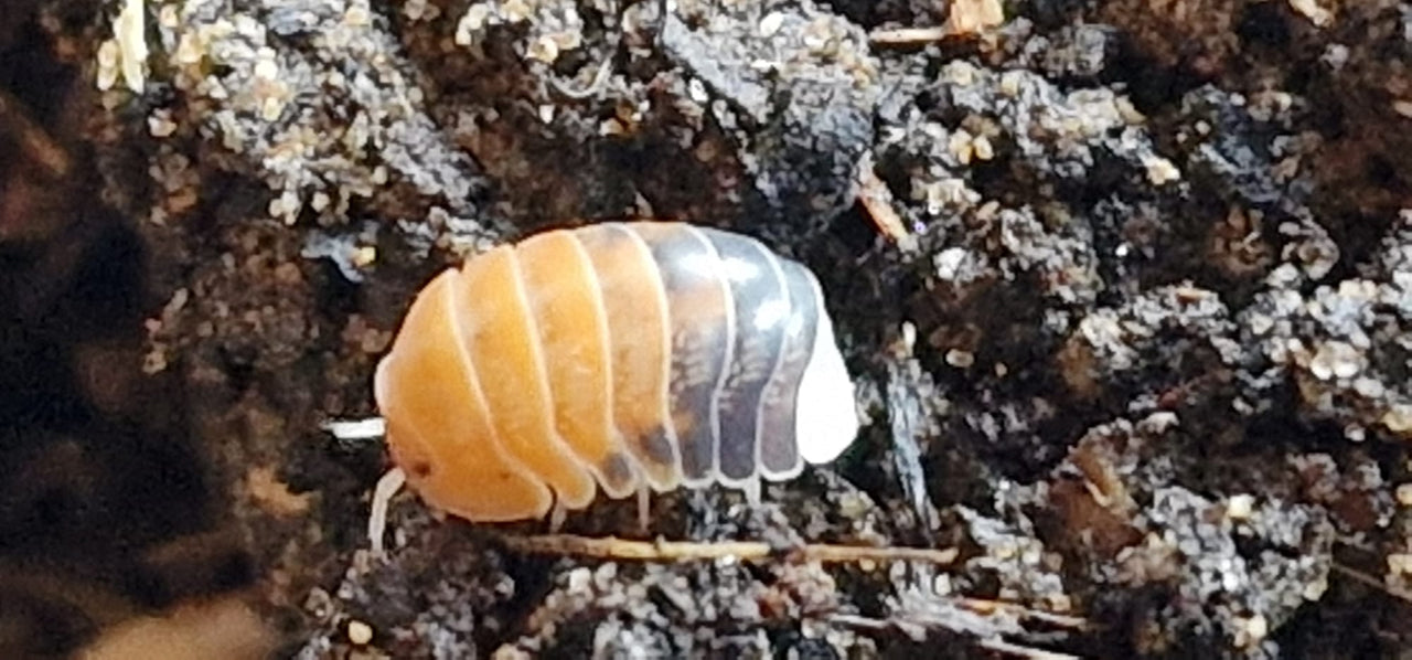 Cubaris Daxin Tricolor Isopods - Isopods For Sale UK | PostPods