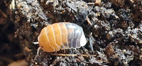 Cubaris Daxin Tricolor Isopods - Isopods For Sale UK | PostPods