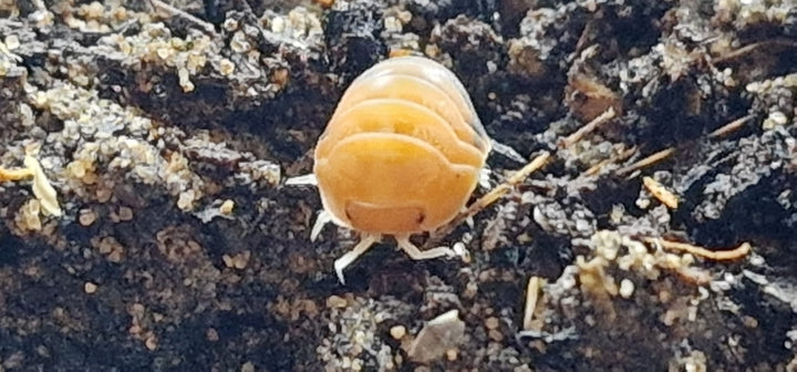 Cubaris Daxin Tricolor Isopods - Isopods For Sale UK | PostPods