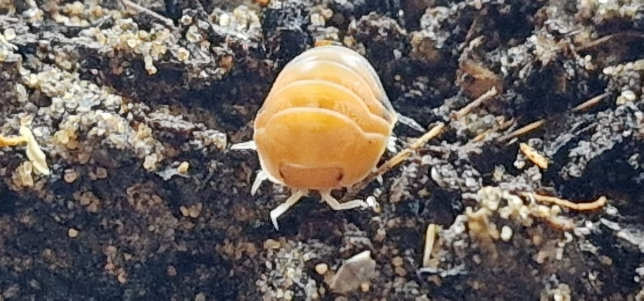 Cubaris Daxin Tricolor Isopods - Isopods For Sale UK | PostPods