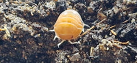 Cubaris Daxin Tricolor Isopods - Isopods For Sale UK | PostPods