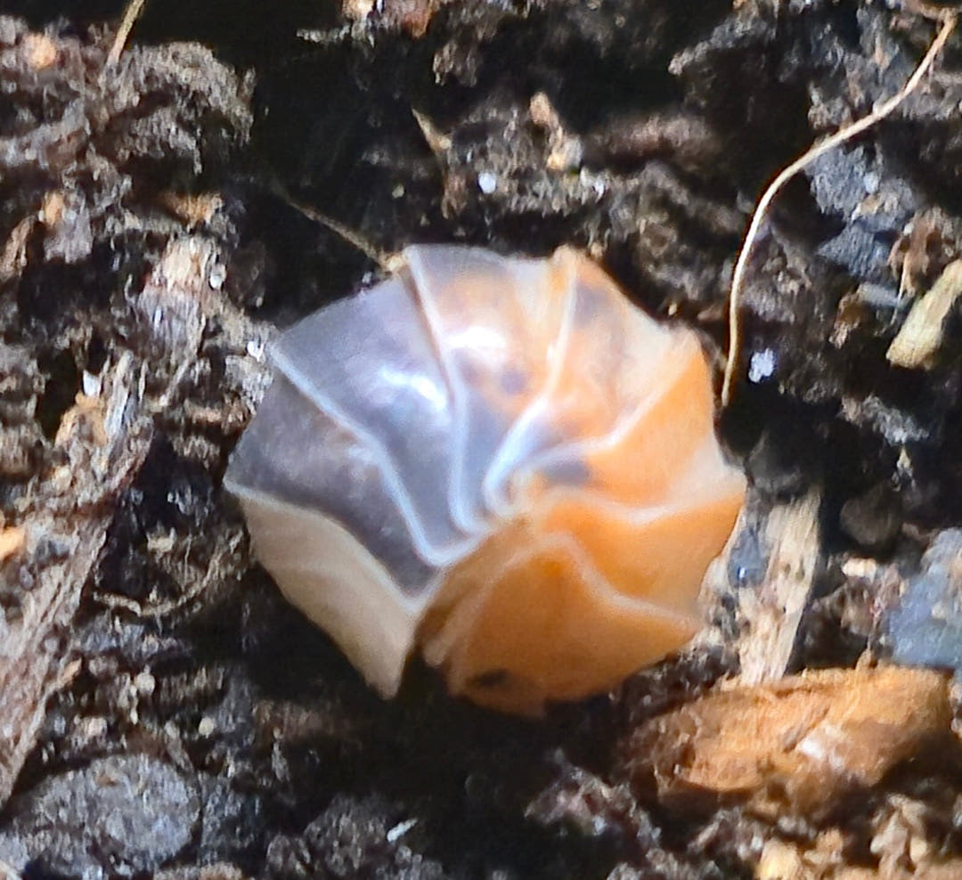 Cubaris Daxin Tricolor Isopods