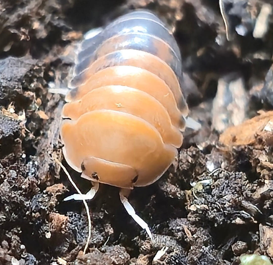 Cubaris Daxin Tricolor Isopods