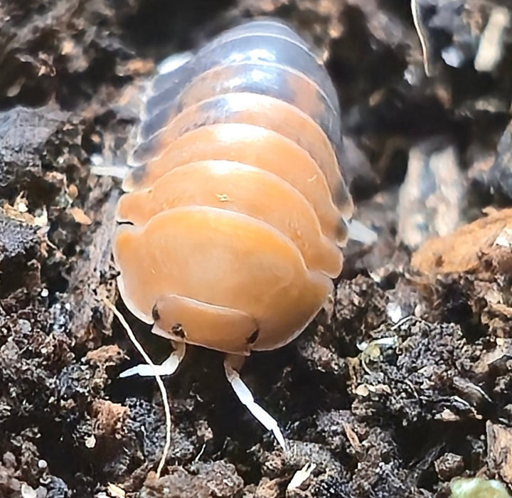 Cubaris Daxin Tricolor Isopods - Isopods For Sale UK | PostPods