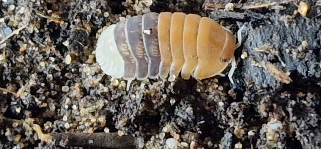 Cubaris Daxin Tricolor Isopods