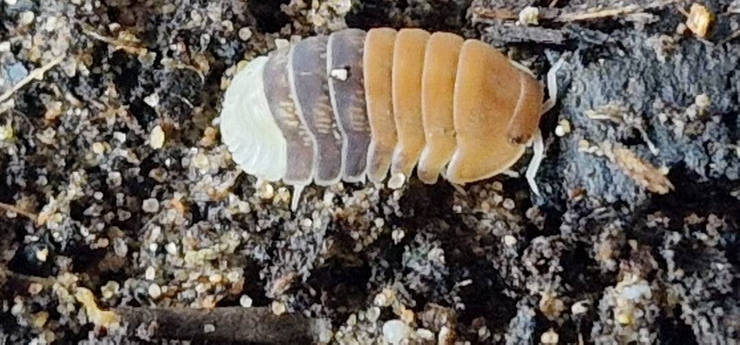 Cubaris Daxin Tricolor Isopods - Isopods For Sale UK | PostPods