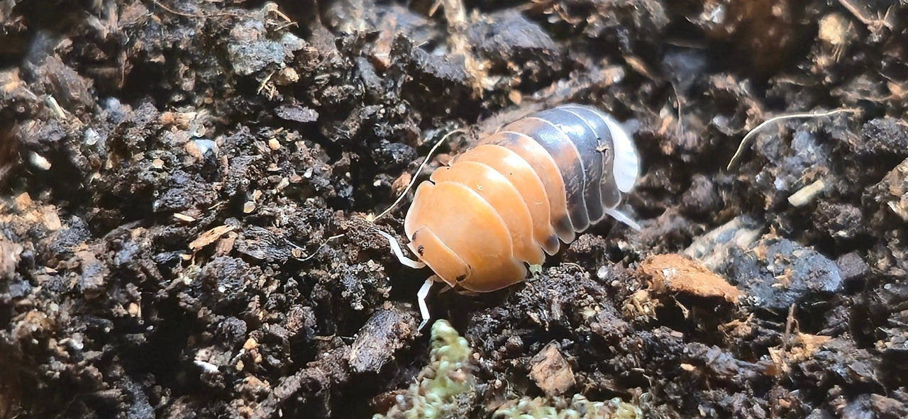 Cubaris Daxin Tricolor Isopods - Isopods For Sale UK | PostPods