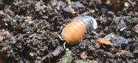 Cubaris Daxin Tricolor Isopods - Isopods For Sale UK | PostPods