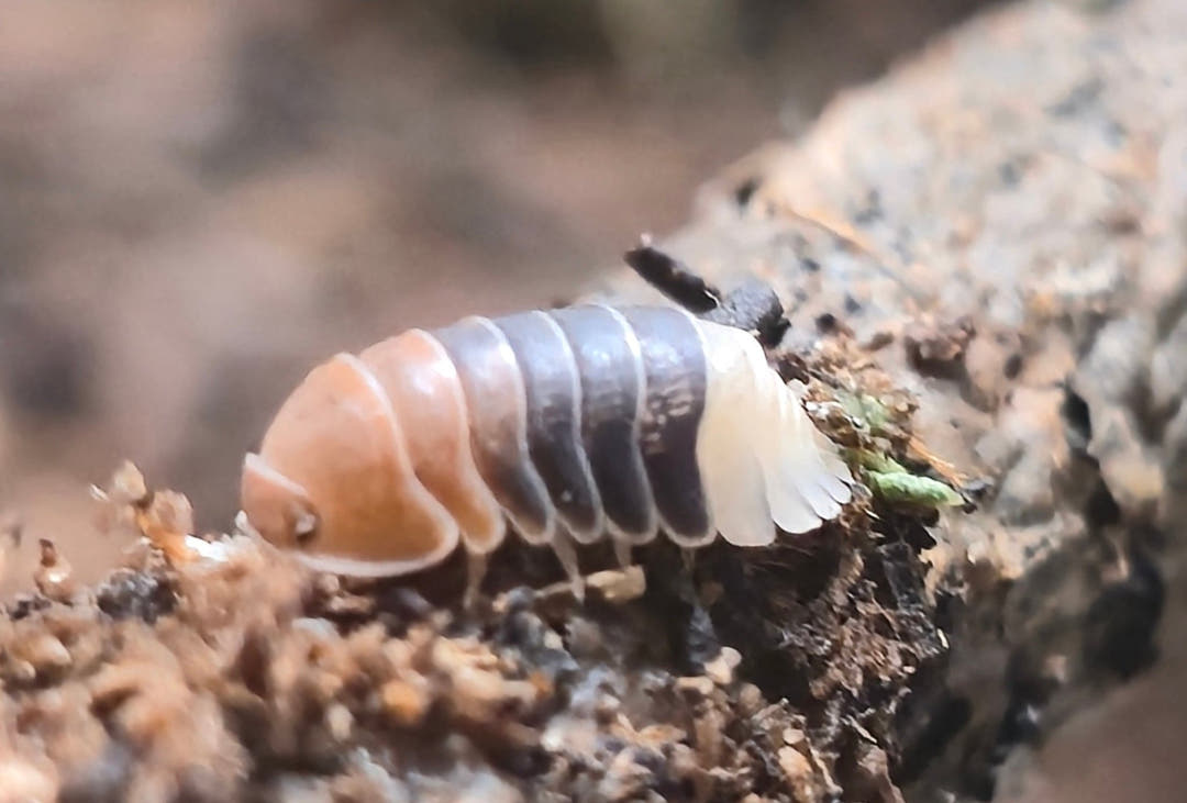 Cubaris Daxin Tricolor Isopods